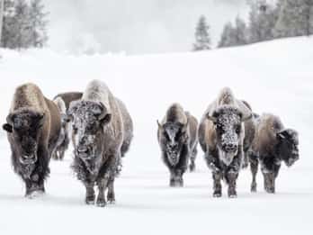 Ab Jackson: 4-tägige Grand Teton und Yellowstone Wintertour Ab Jackson: 4-tägige Grand Teton und Yellowstone Wintertour