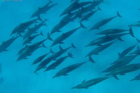 Marsa Alam: Satayah Reef Overnachting boottocht met snorkelen