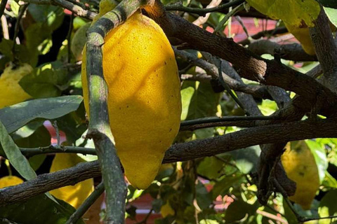 AMALFI FLAVORS EXPERIENCE: COOKING CLASS & VINEYARD TOUR