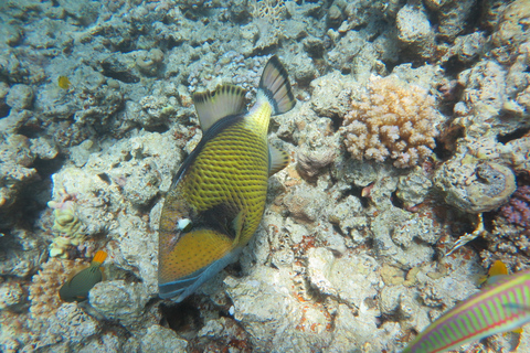 Hurghada: Orange Bay Snorkeling with Lunch & Optional Diving Orange Bay Pickup From Hurghada