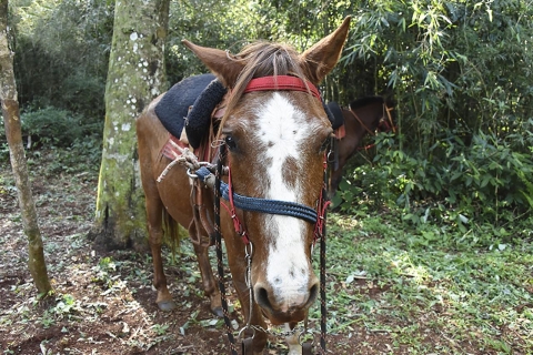 Puerto Iguazu: Jungle Horseback Ride with Guaraní Community Hotel Pickup Puerto Iguazu