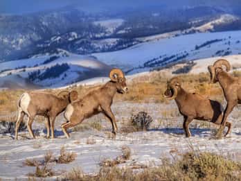 Jackson Hole: Grand Teton National Park und Petroglyph-Tour Jackson Hole: Grand Teton National Park und Petroglyph-Tour