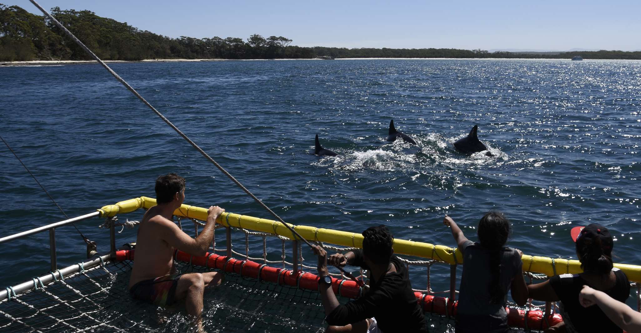 Huskisson, Dolphin Cruise & Boom Netting Experience - Housity