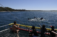 Huskisson, Dolphin Cruise & Boom Netting Experience - Housity