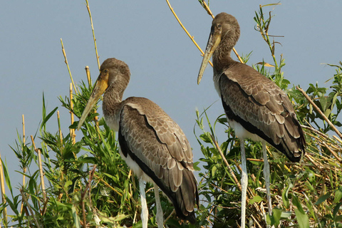 From Kasane: Chobe River Sunset Cruise