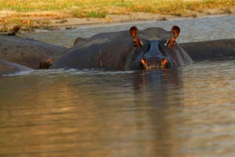 From Kasane: Chobe River Sunset Cruise