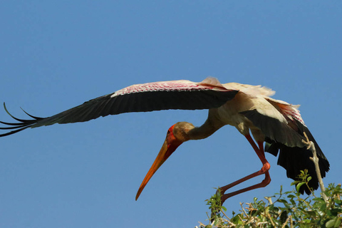 From Kasane: Chobe River Sunset Cruise