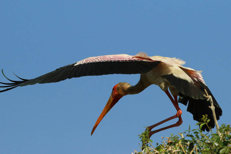 From Kasane: Chobe River Sunset Cruise