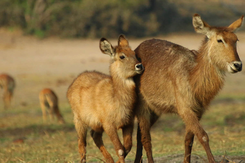 Desde Kasane: crucero al atardecer por el río Chobe