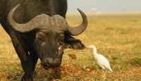 De Kasane, Cruzeiro pelo pôr do sol do rio Chobe - Hizvo