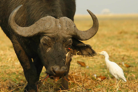 Desde Kasane: crucero al atardecer por el río Chobe