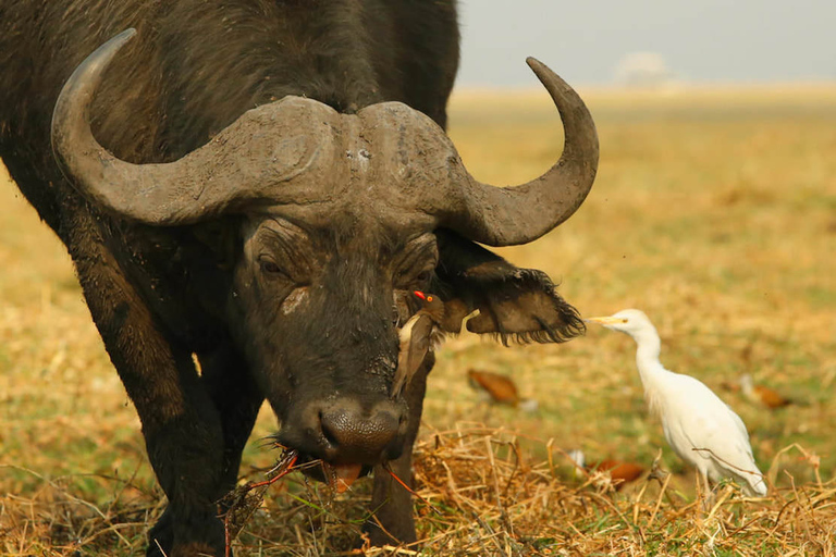 From Kasane: Chobe River Sunset Cruise