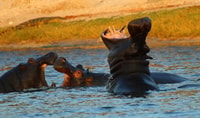 De Kasane, Cruzeiro pelo pôr do sol do rio Chobe - Hizvo