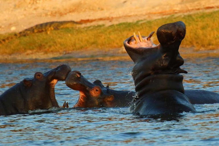 Desde Kasane: crucero al atardecer por el río Chobe