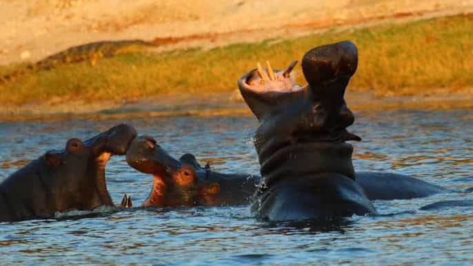 from kasane chobe river sunset cruise