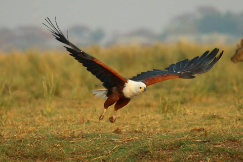 From Kasane: Chobe River Sunset Cruise