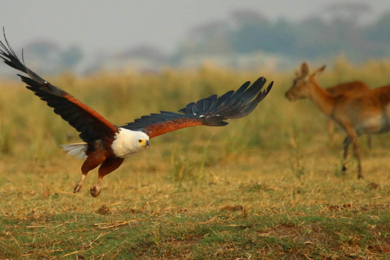 From Kasane: Chobe River Sunset Cruise