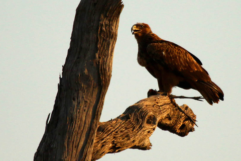 Desde Kasane: crucero al atardecer por el río Chobe