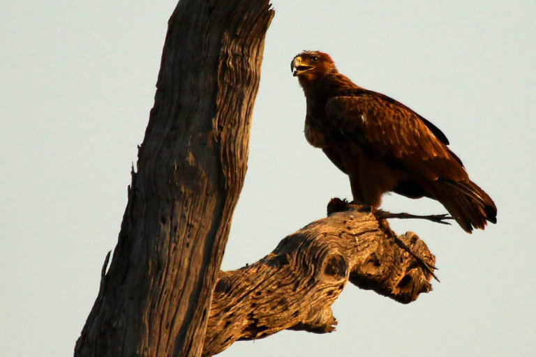 Desde Kasane: crucero al atardecer por el río Chobe