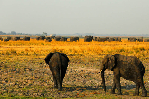 Desde Kasane: crucero al atardecer por el río Chobe