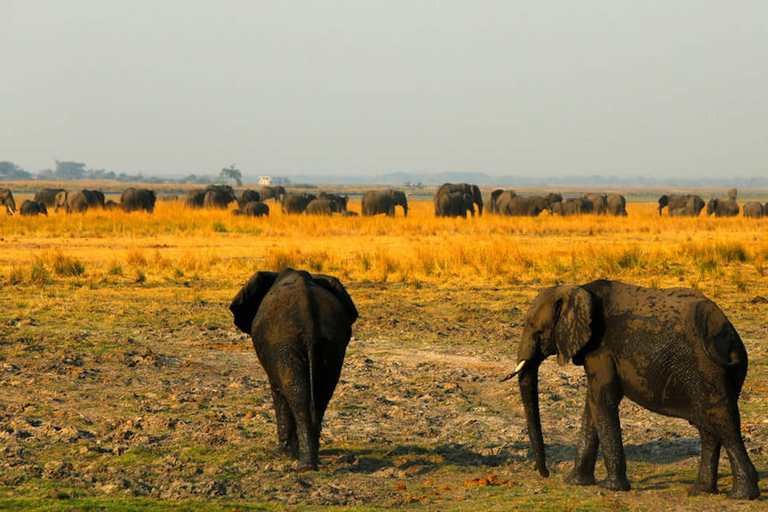 Desde Kasane: crucero al atardecer por el río Chobe