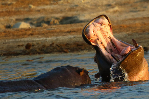 From Kasane: Chobe River Sunset Cruise