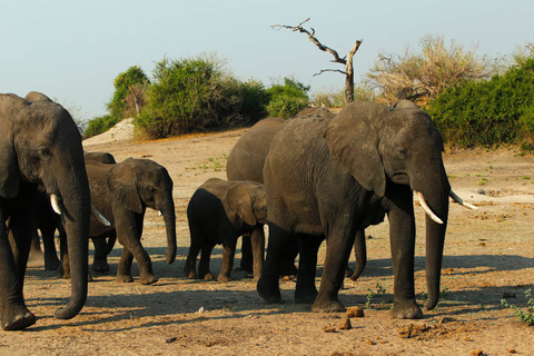 Desde Kasane: crucero al atardecer por el río Chobe