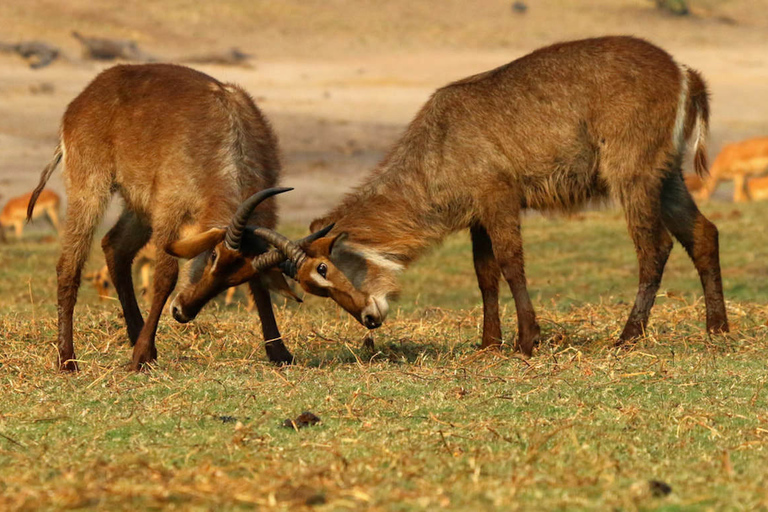 Desde Kasane: crucero al atardecer por el río Chobe