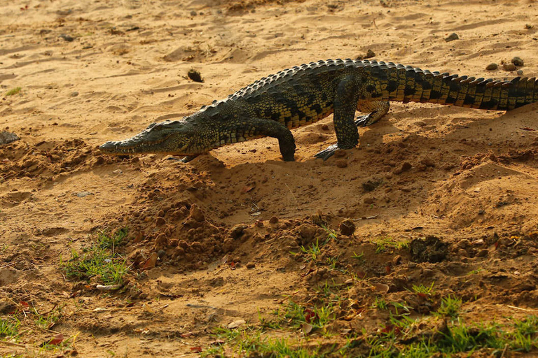 From Kasane: Chobe River Sunset Cruise