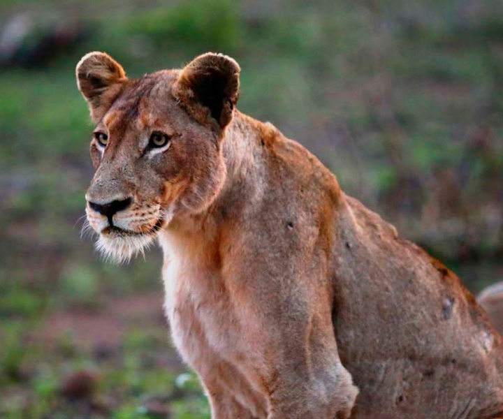 Chobe National Park: 3-Hour Game Drive