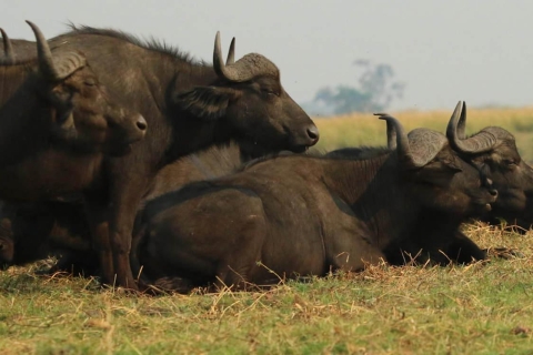 Parc national de Chobe : safari de 3 heures