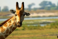 Chobe National Park, 3-Hour Game Drive - Housity