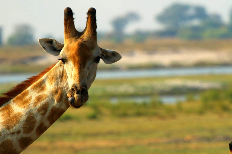 Chobe National Park: gamedrive van 3 uur