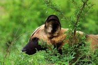 Chobe National Park, 3-Hour Game Drive - Housity