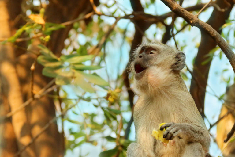 Chobe National Park: gamedrive van 3 uur