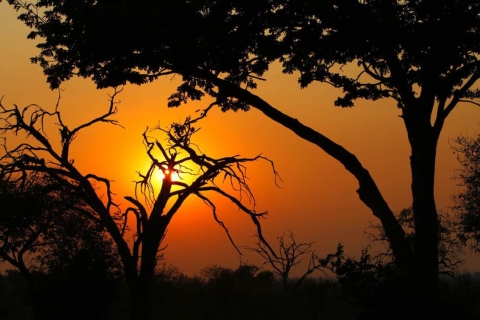 Chobe National Park: gamedrive van 3 uur