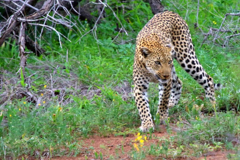 Chobe National Park: gamedrive van 3 uur