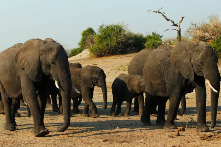 Parque Nacional Chobe: safari de 3 horas