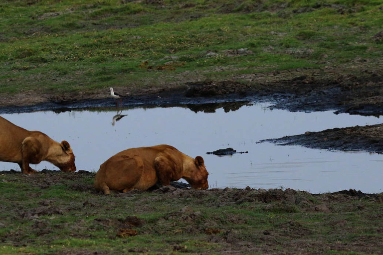 Chobe National Park: gamedrive van 3 uur