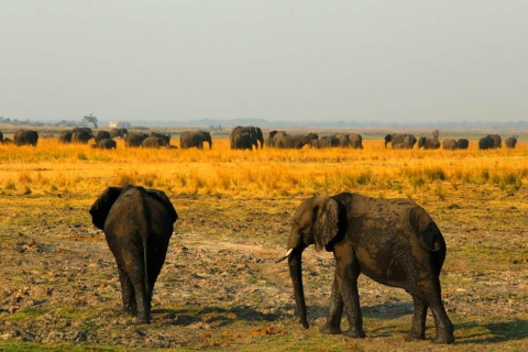 Chobe-Nationalpark: 3-stündige Pirschfahrt