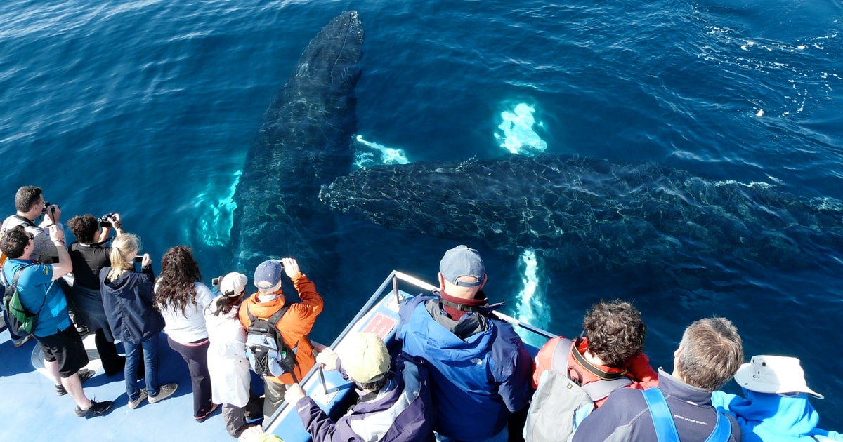 Newfoundland: 1.5-Hour Puffin and Whale Watching Cruise | GetYourGuide