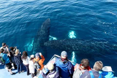 Newfoundland: 1.5-Hour Puffin and Whale Watching Cruise