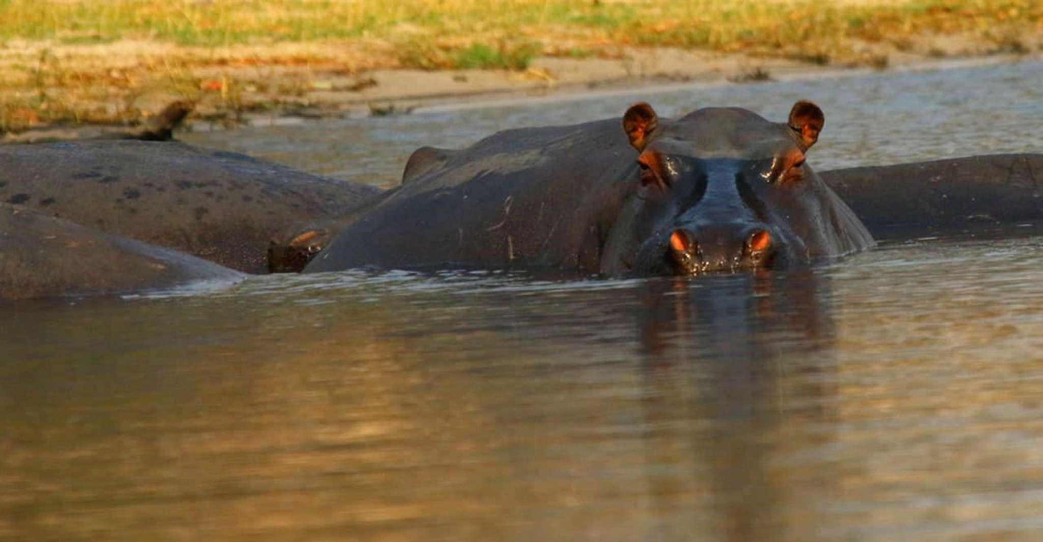 Kasane, Chobe National Park Juego de día completo unidad Safari - Hizvo