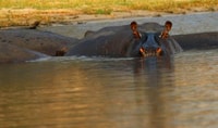 Kasane, Chobe National Park Ganztägige Spielfahrt Safari - Hizvo