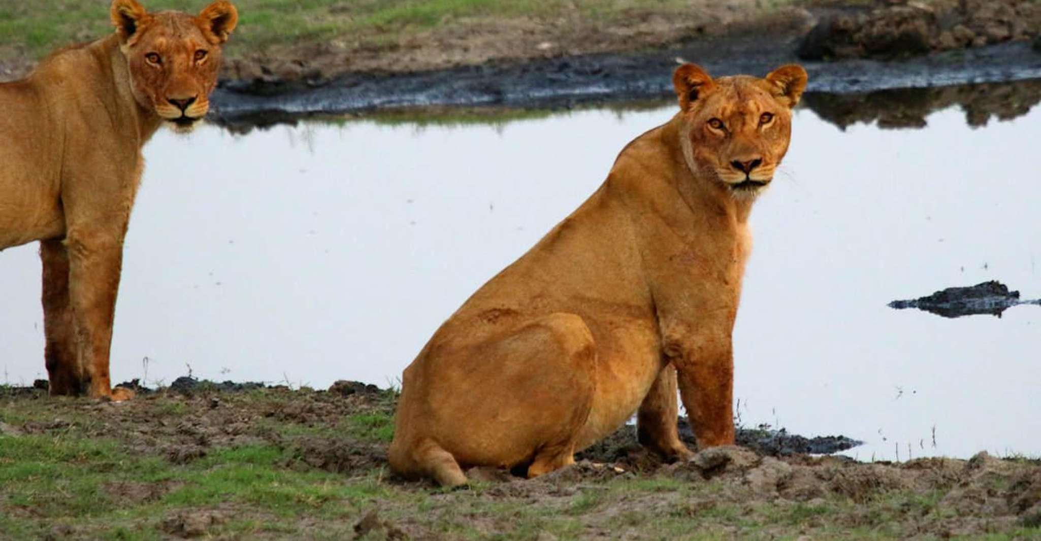 Kasane, Chobe National Park Juego de día completo unidad Safari - Hizvo