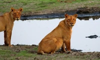 Kasane, Chobe National Park Ganztägige Spielfahrt Safari - Hizvo