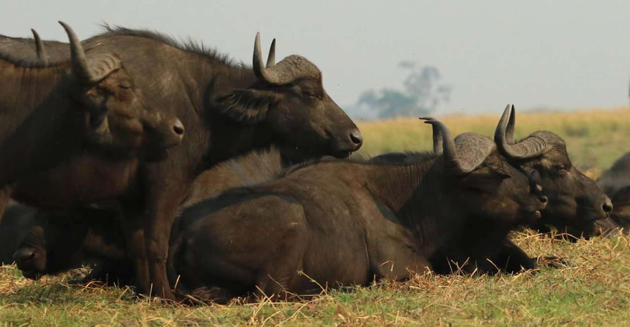 Kasane, Chobe National Park Juego de día completo unidad Safari - Hizvo