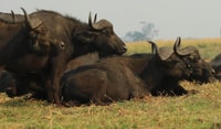 Kasane, Chobe National Park Ganztägige Spielfahrt Safari - Hizvo