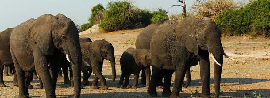 Kasane : Safari en voiture d'une journée dans le parc national de Chobe