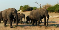 Kasane, Chobe National Park Ganztägige Spielfahrt Safari - Hizvo